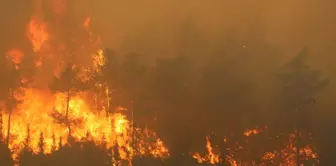 Forest fires in our 3 cities have been completely brought under control.