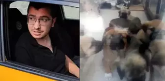 Doktorun köpekleri istismar edip öldürmekle suçlandığına dair cümle Arapçaya şu şekilde çevrilebilir:

