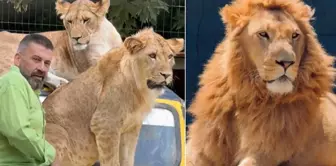 The incredible defense of the owner of the lion that attacked the farmer: It was a social animal.