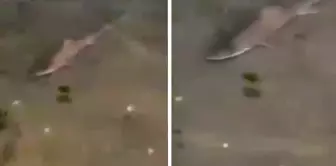 شاطئ كاديبوسطن يشهد ذعر سمكة القرش! إليكم تلك اللحظات