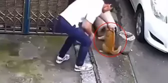 He approached the cat under the pretext of love, and you won't believe what happened next.