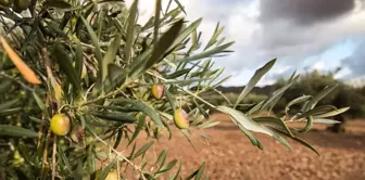 The bill proposing the opening of olive groves to mining activities has been approved by the Parliament.