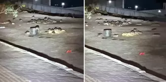 In Esenyurt, dozens of rats are running around in the middle of the street.