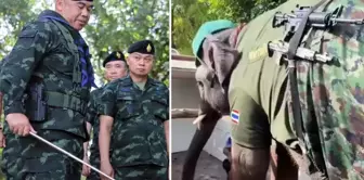 Interesting images from the Thailand-Cambodia war! An elephant was deployed to the border.