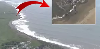 After the 8.8 magnitude earthquake, whales washed ashore in Japan.