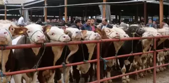 Disinformation Combat Center: Claims about foot-and-mouth disease lack scientific basis.