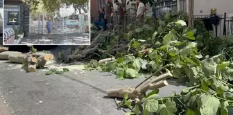 Storm alert in Istanbul! Trees have fallen, Gülhane Park has been closed.