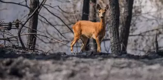 The heart-wrenching sight of the deer fleeing from the flames in Gallipoli stirred deep emotions.