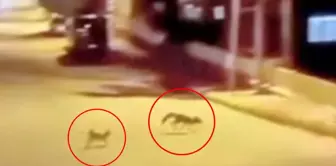 The fox, attacked by the cat, found a solution by fleeing.