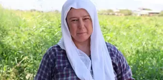 Struggle for bread in the desert heat: They work until 12 PM and earn 1500 TL.