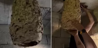 الخلية العملاقة من النحل في المنزل المهجور جعلت سكان الحي يعيشون كابوسًا.