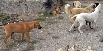 Instruction from the Istanbul Governorship regarding stray animals: They must be collected urgently.