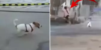 The producer Erol Köse's daughter released the dog and set it on the child.
