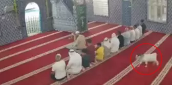In Mardin, a goat entered the mosque while the congregation was praying.