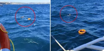 The passengers on the ferry noticed him as he was about to drown, and he was rescued.