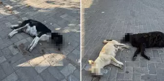 The claim is serious! A large number of cats and dogs that ate the chicken meat have died.