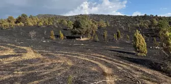 Incredible claim! A tiny animal caused the fire that turned the vast forest to ashes.