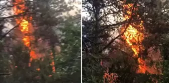 You heard it right! He got angry at his girlfriend and set the forest on fire.
