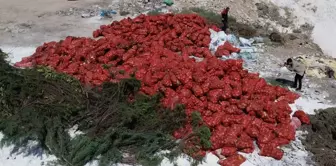 They threw tons of dry onions onto the empty land, and people flocked to see it.
