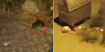 The city is overrun by rats! Citizens are on edge.