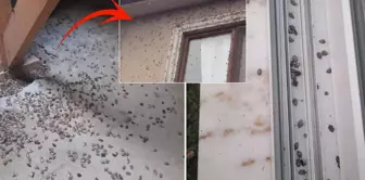 Scary warning about the insect said to bring about the end of the world: It could spread throughout Turkey.