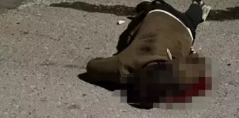 He died before reaching the hospital with the knife in his back.