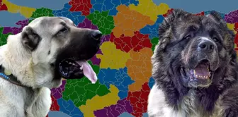 Kars residents and Sivas residents face off: Kangal or Caucasian Shepherd Dog?