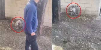The oppression of the wolf by Vanlı: Everyone watching the video is tagging the ministries.