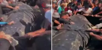 A giant fish approximately 10 meters long washed ashore in Gaza.