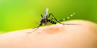 A first in Iceland! Mosquitoes detected in nature.