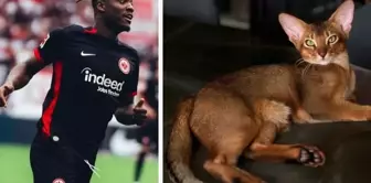 The whole country united as one for Batshuayi's cat.