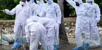 In Germany, the number of animals culled due to the bird flu outbreak has exceeded 500,000.