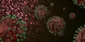 WHO warns about monkeypox: It has spread across the continent and must be brought under control quickly.