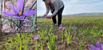 That province will officially rise to prominence! Those who hear the price say, 