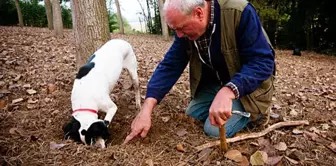 It is found by searching with dogs in the forests and is sold for 345,000 TL per kilogram.