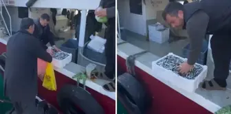 They distributed boxes full of fish for free! The reason is just as interesting.