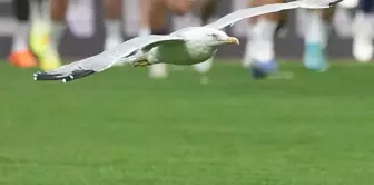 The uninvited guest that overshadowed the Beşiktaş-Samsunspor match! It brought to mind the words of Süleyman Seba.