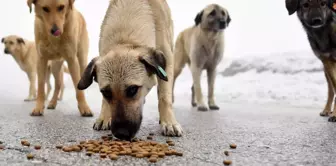 The Istanbul Governorship announced: Feeding street dogs uncontrollably has been banned.