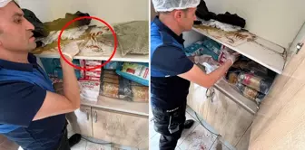 Another disgraceful sight in Devrek! The cabinets are infested with rat droppings.