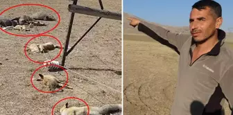 He was horrified by the scene he saw while grazing the animals.