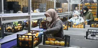 It was exporting to 25 countries! Turkey's food giant is on the brink of bankruptcy.