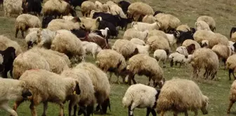 A frightening outbreak in the neighborhood: hundreds of thousands of sheep and goats have been culled.
