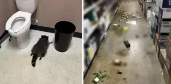 He came down from the ceiling and ransacked the store! The drunken raccoon drank all the alcohol it could and passed out.