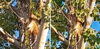 عقوبة القتل هي 45 مليون ليرة! تم رؤية نمر الأناضول في مدينتنا تلك.