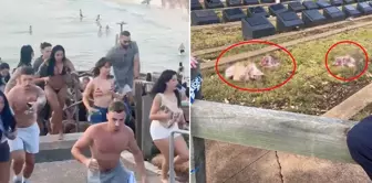 After the beach massacre, pig heads were left at the Muslim cemetery.