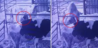 A strange event in the barn! If there wasn't a video, no one would believe it.