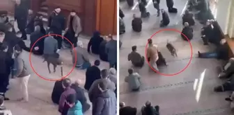 دخلت البيتبول فجأة إلى الداخل! تفاجأ المصلون في المسجد.