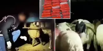 Diabolical plan! They have hidden kilograms of drugs in the abdominal cavities of animals.