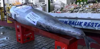 A day later off the coast of Düzce, a 353-kilogram tuna was caught this time.