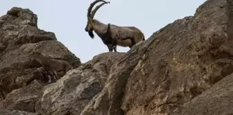 Three people hunting wild goats were fined 2 million 894 thousand TL.